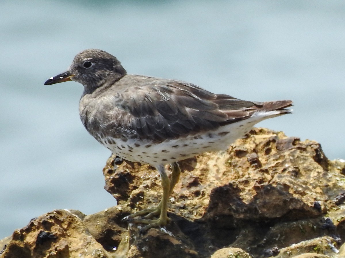 Surfbird - William Kelley