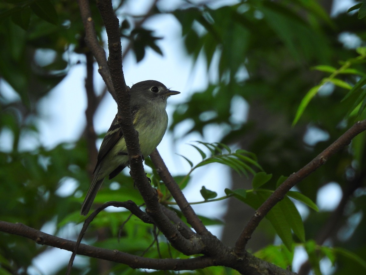 Least Flycatcher - ML251297041