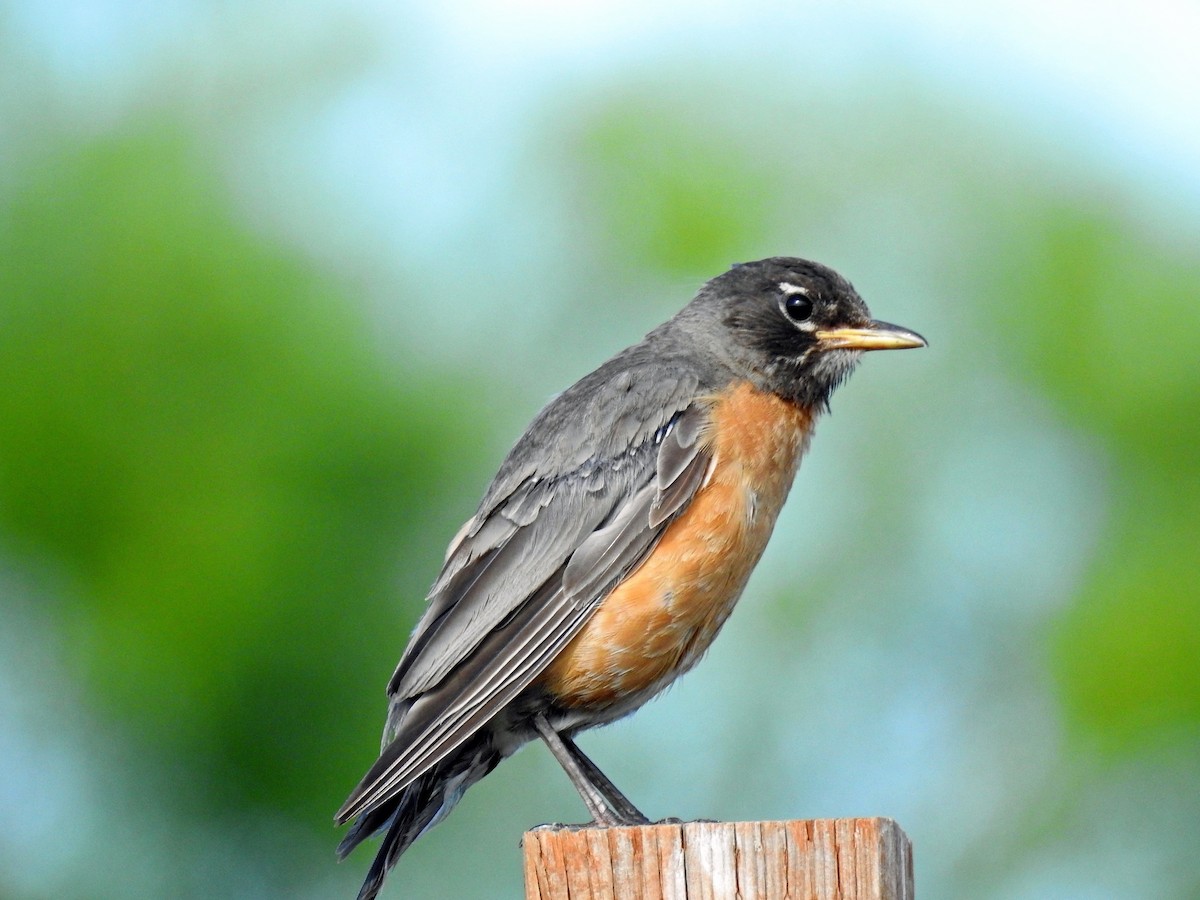 American Robin - Sharon Dewart-Hansen