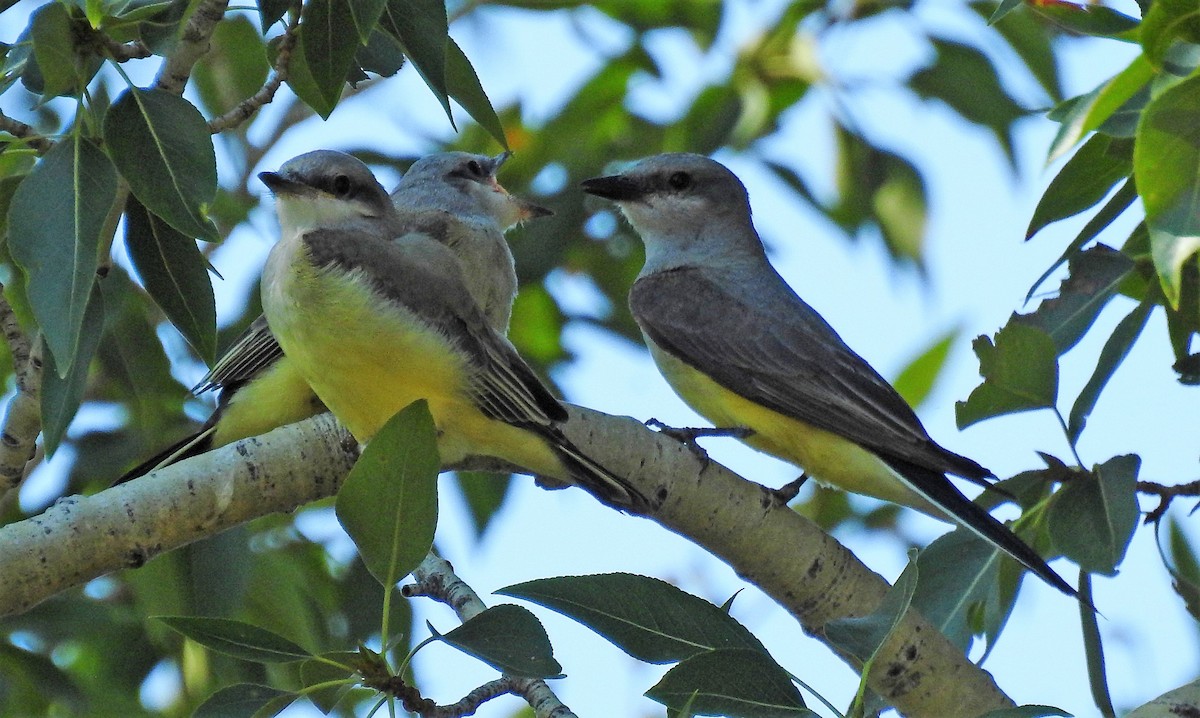 Western Kingbird - ML251298161