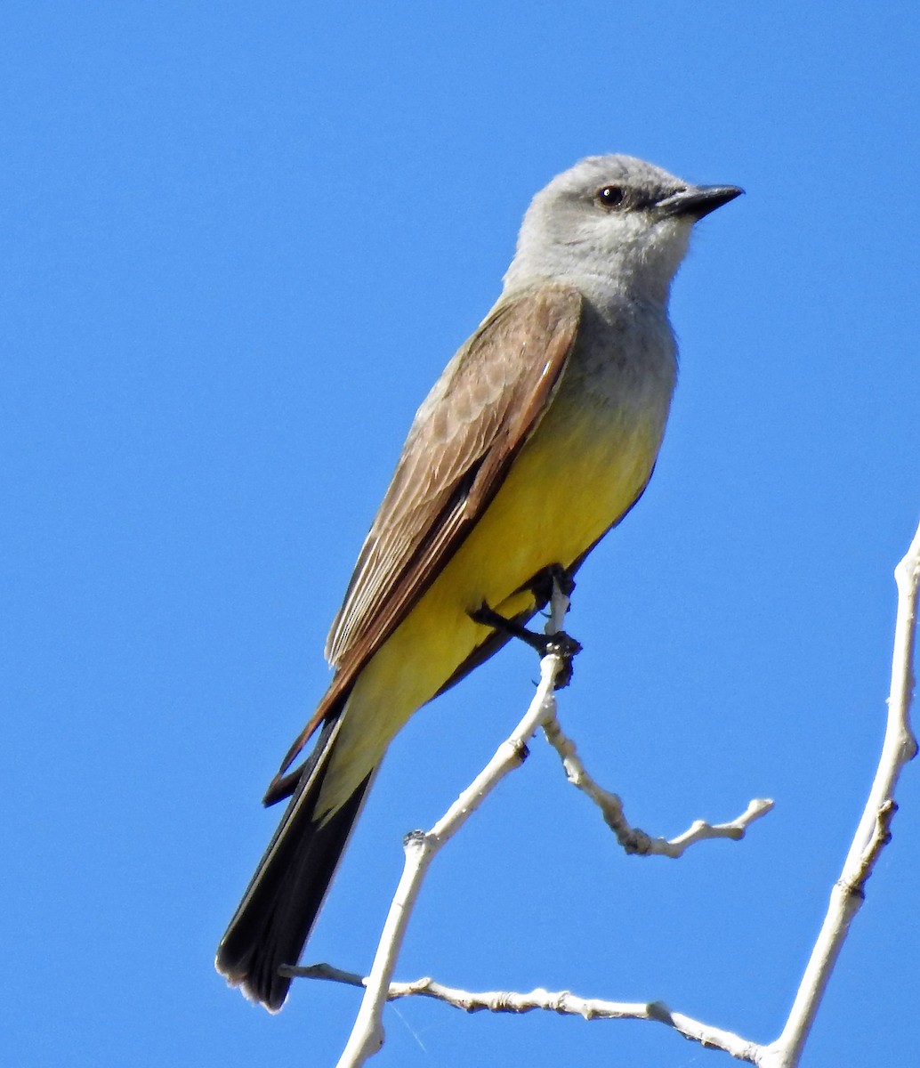 Western Kingbird - ML251298171