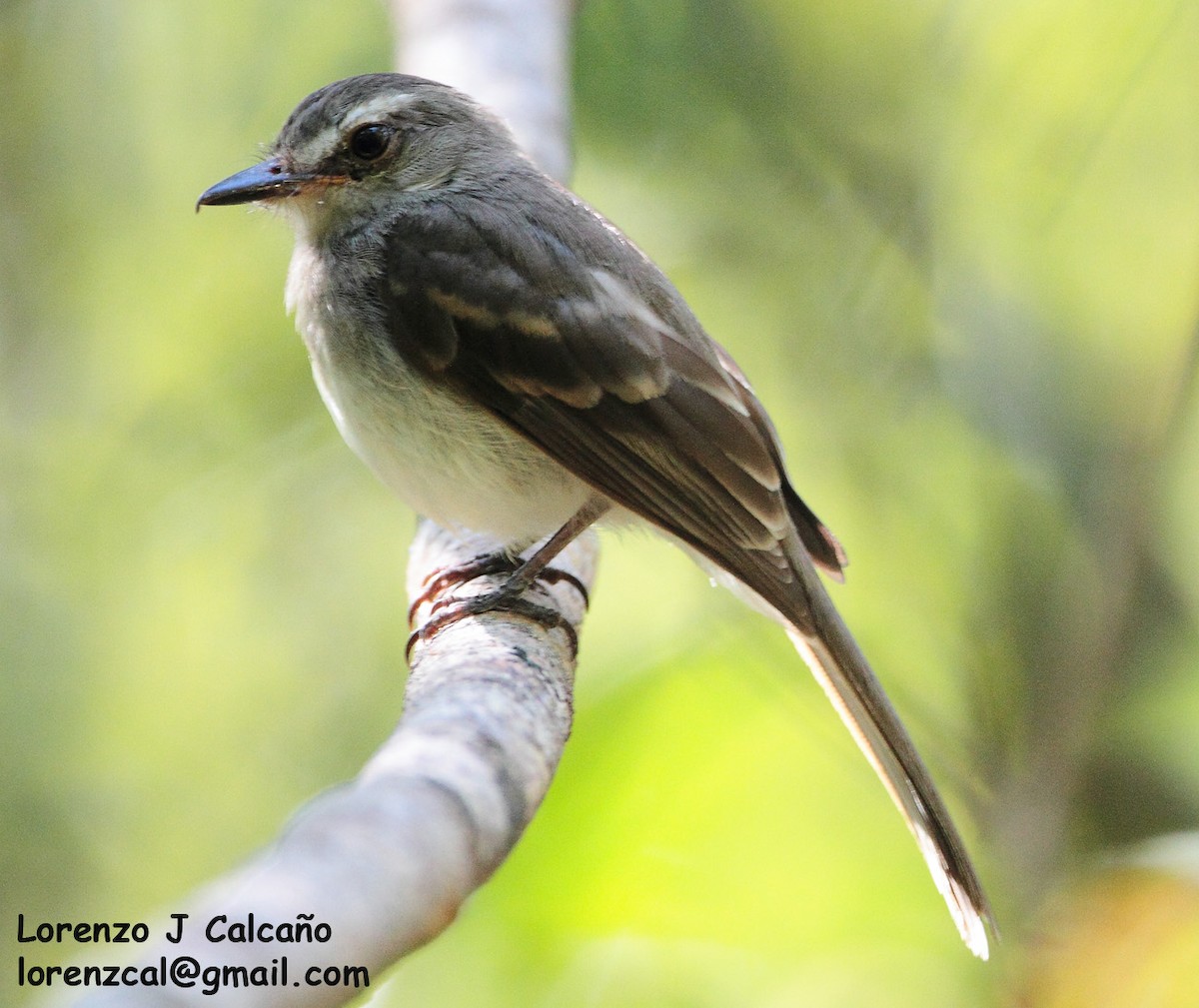 Fuscous Flycatcher - ML251298891