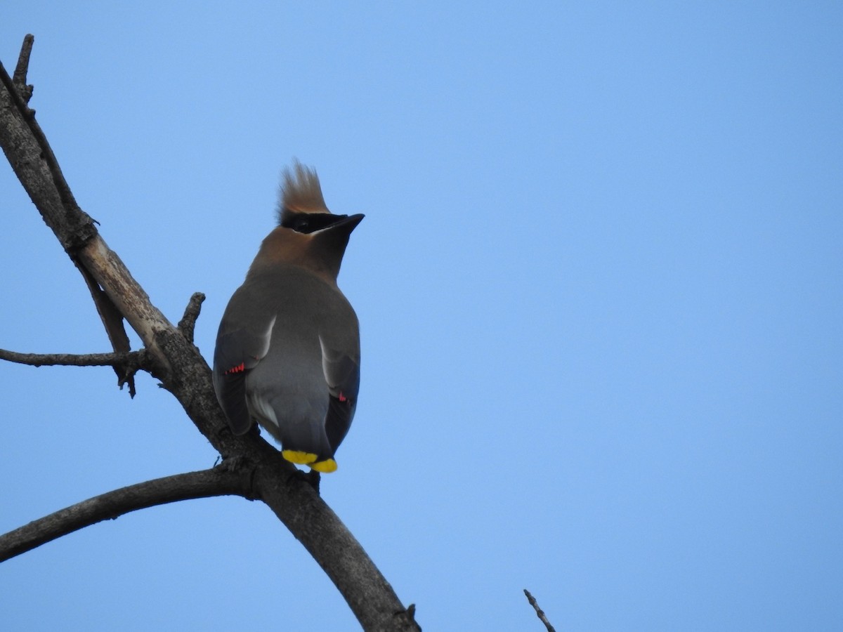 Cedar Waxwing - ML251298951