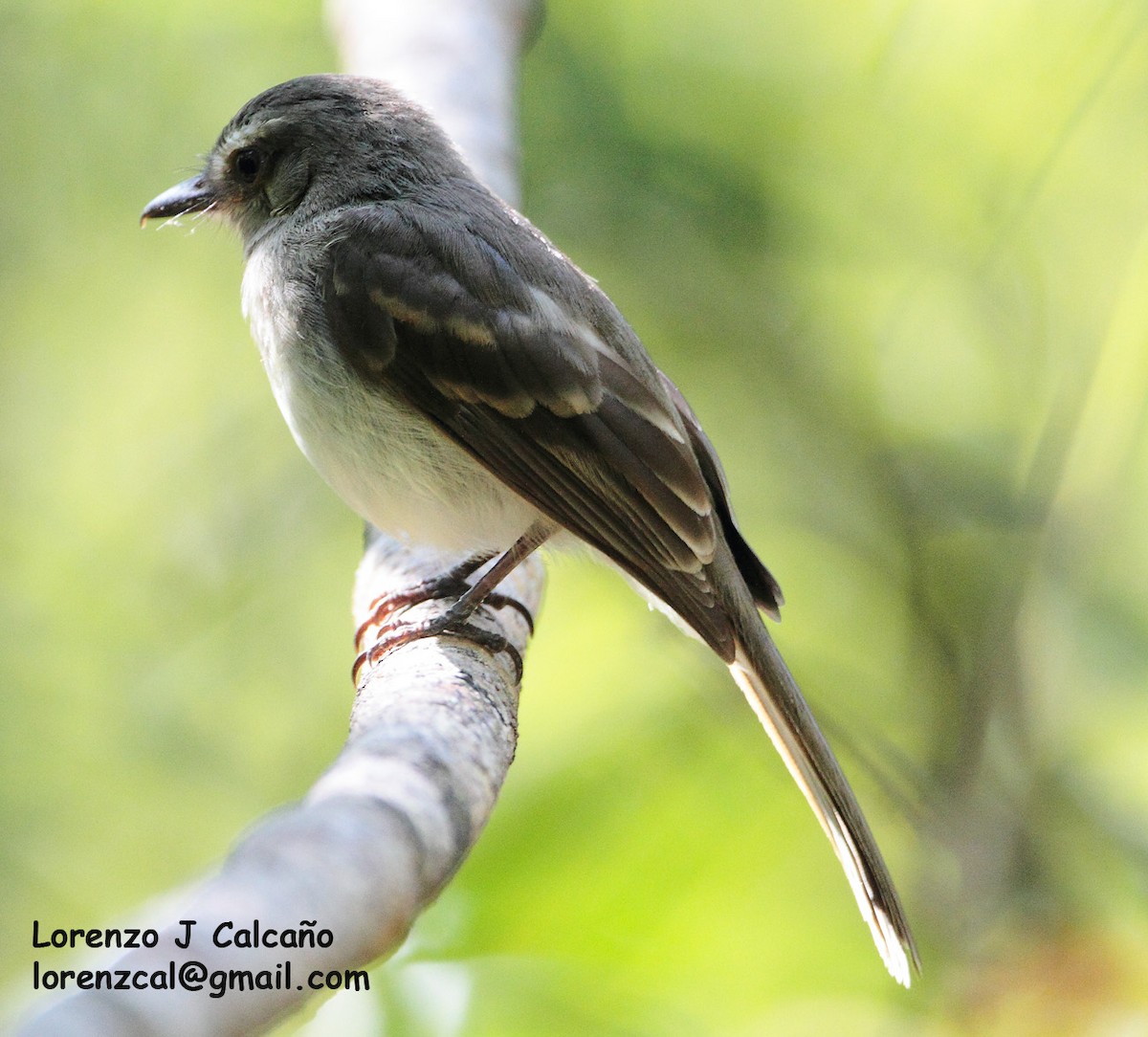 Fuscous Flycatcher - ML251299011