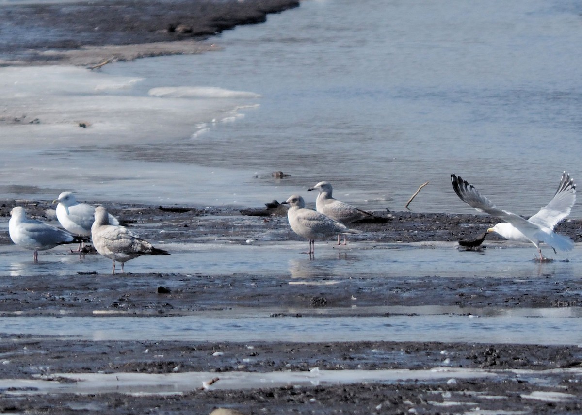 Iceland Gull (kumlieni/glaucoides) - ML25130041