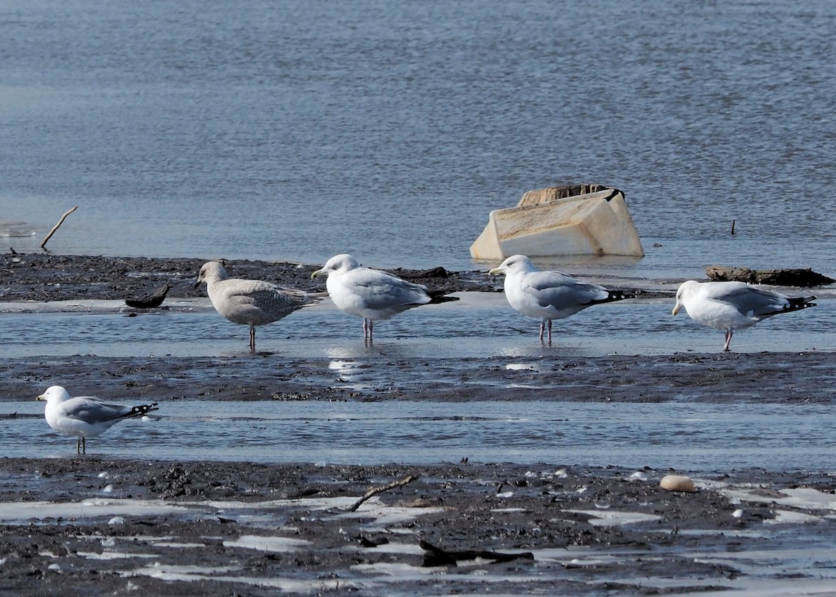 Iceland Gull (kumlieni/glaucoides) - ML25130061