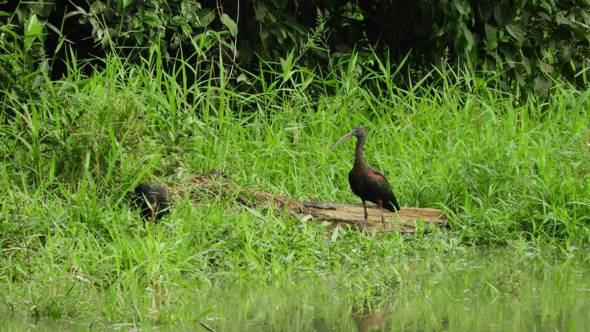Ibis falcinelle - ML251301031