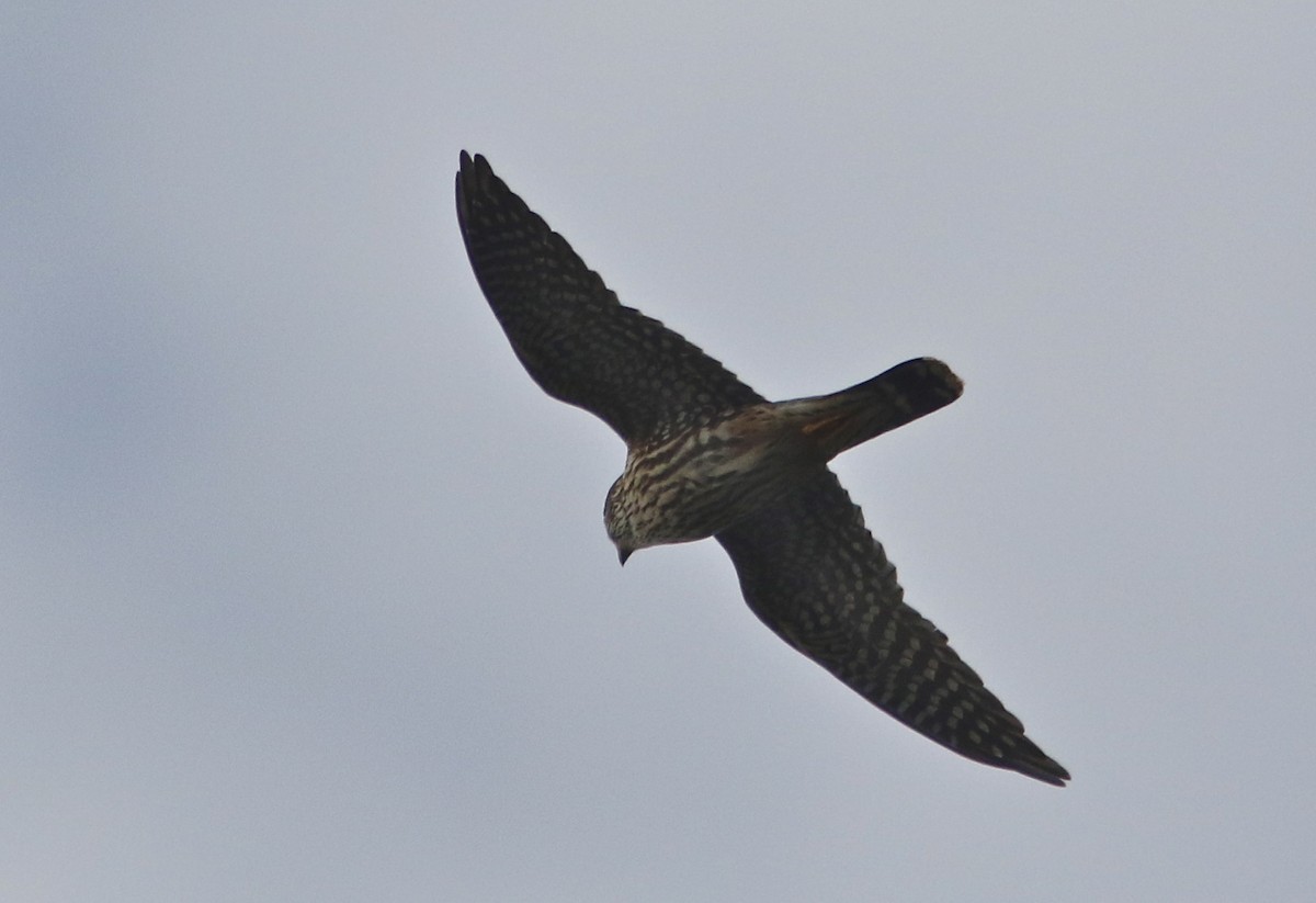 Підсоколик малий (підвид columbarius) - ML25130111