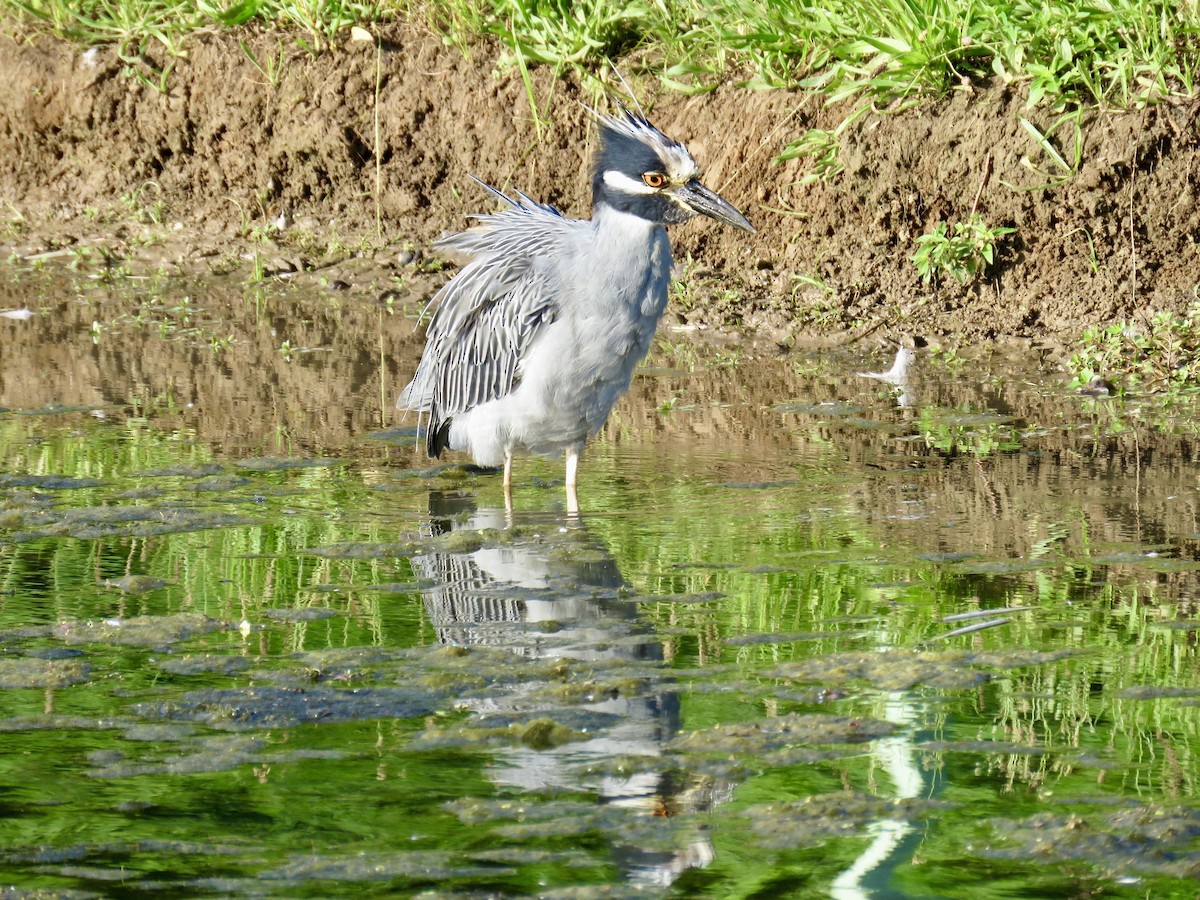 Yellow-crowned Night Heron - Ann Tanner