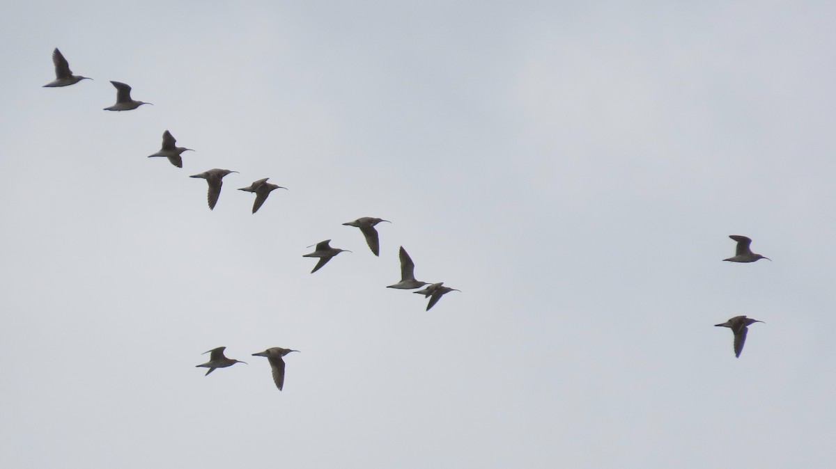 Whimbrel - David Campbell