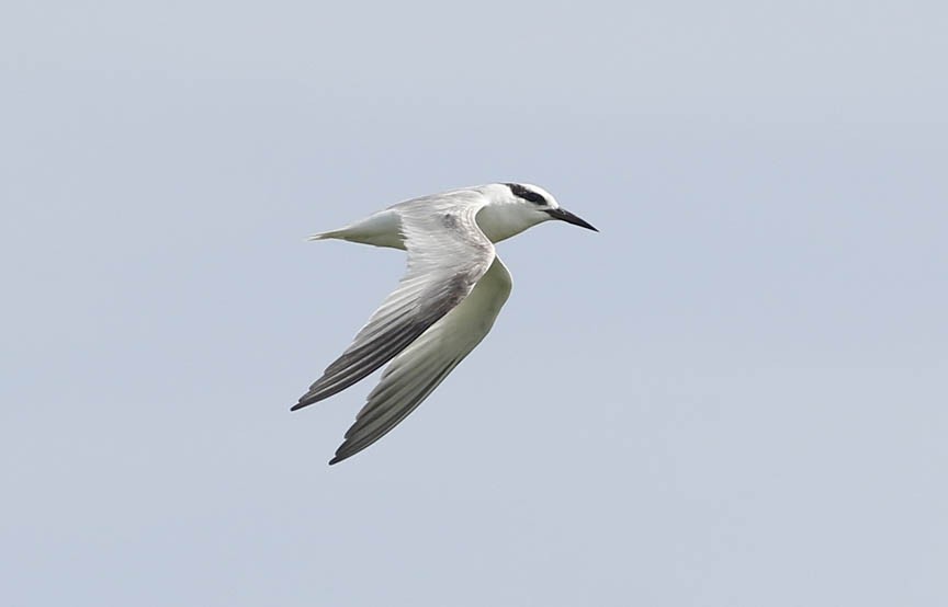 Least Tern - ML251302291