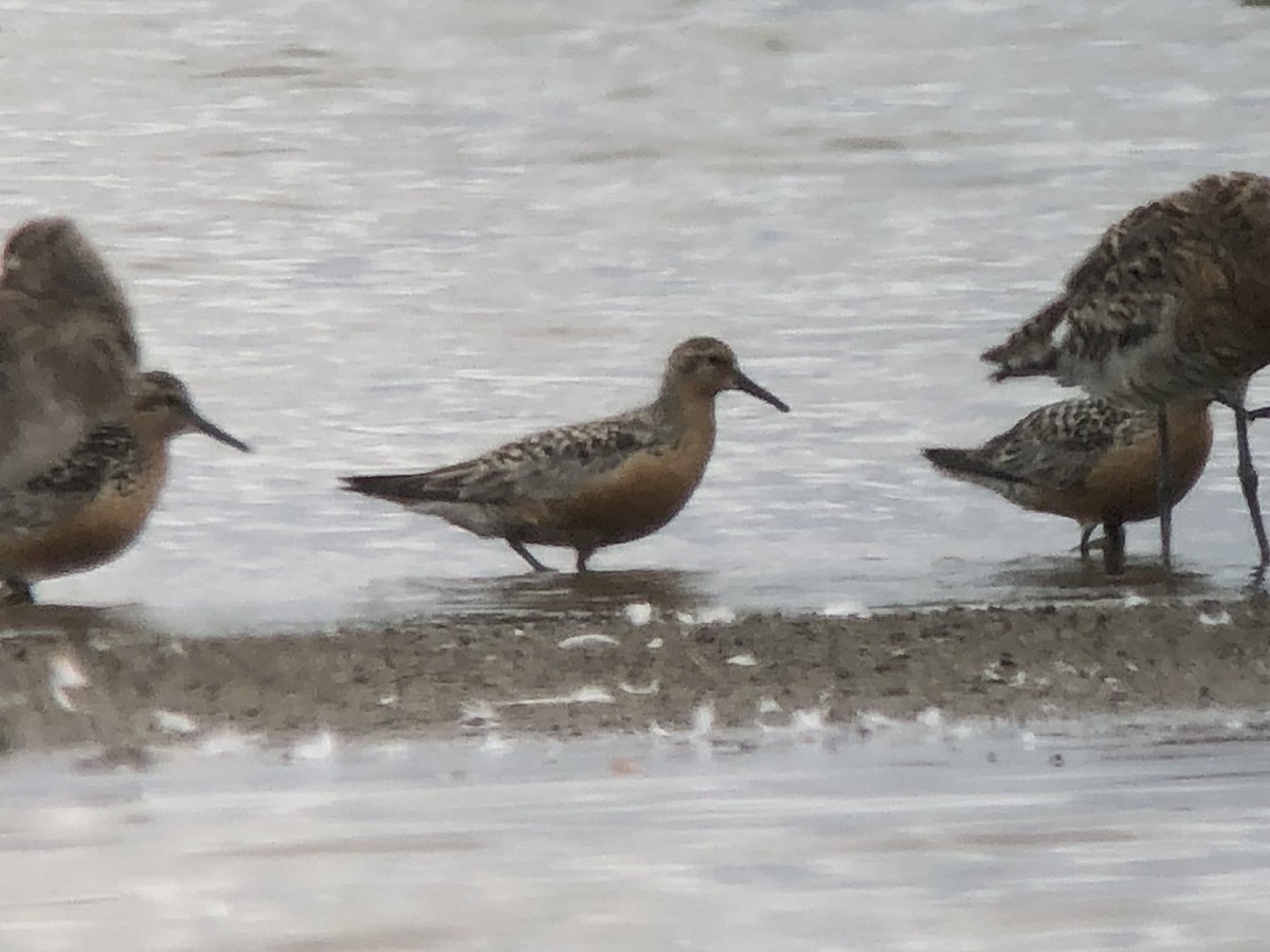 Red Knot - David Campbell