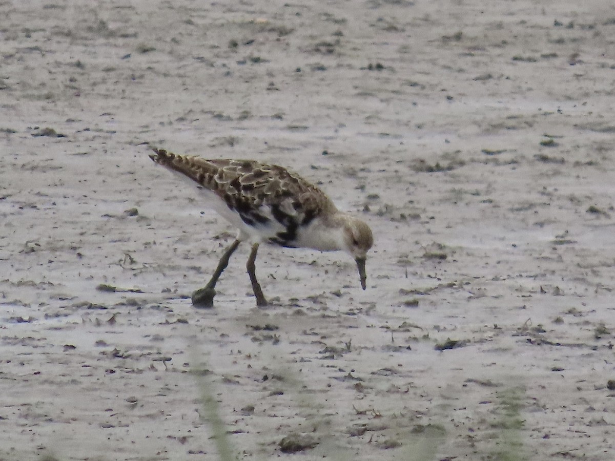 Ruff - David Campbell