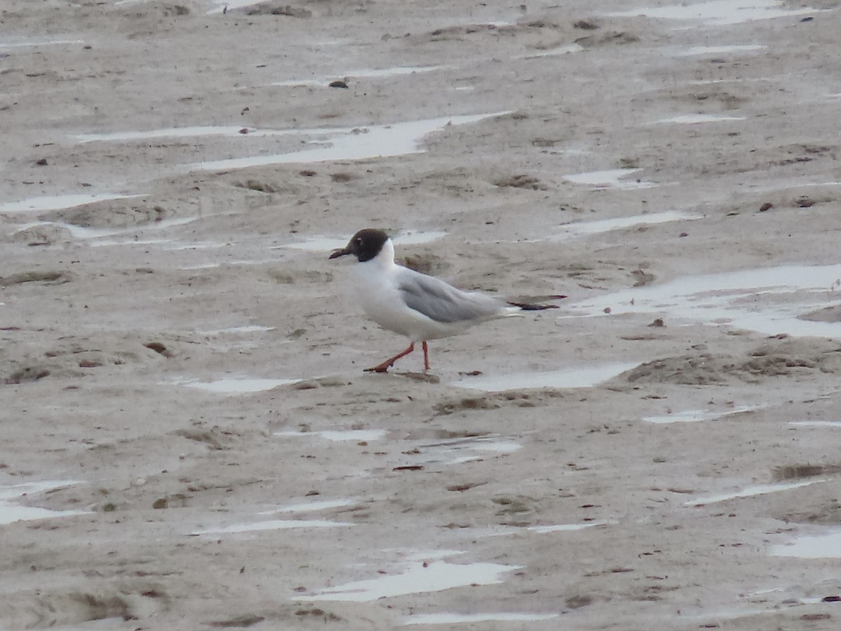 Bonaparte's Gull - David Campbell