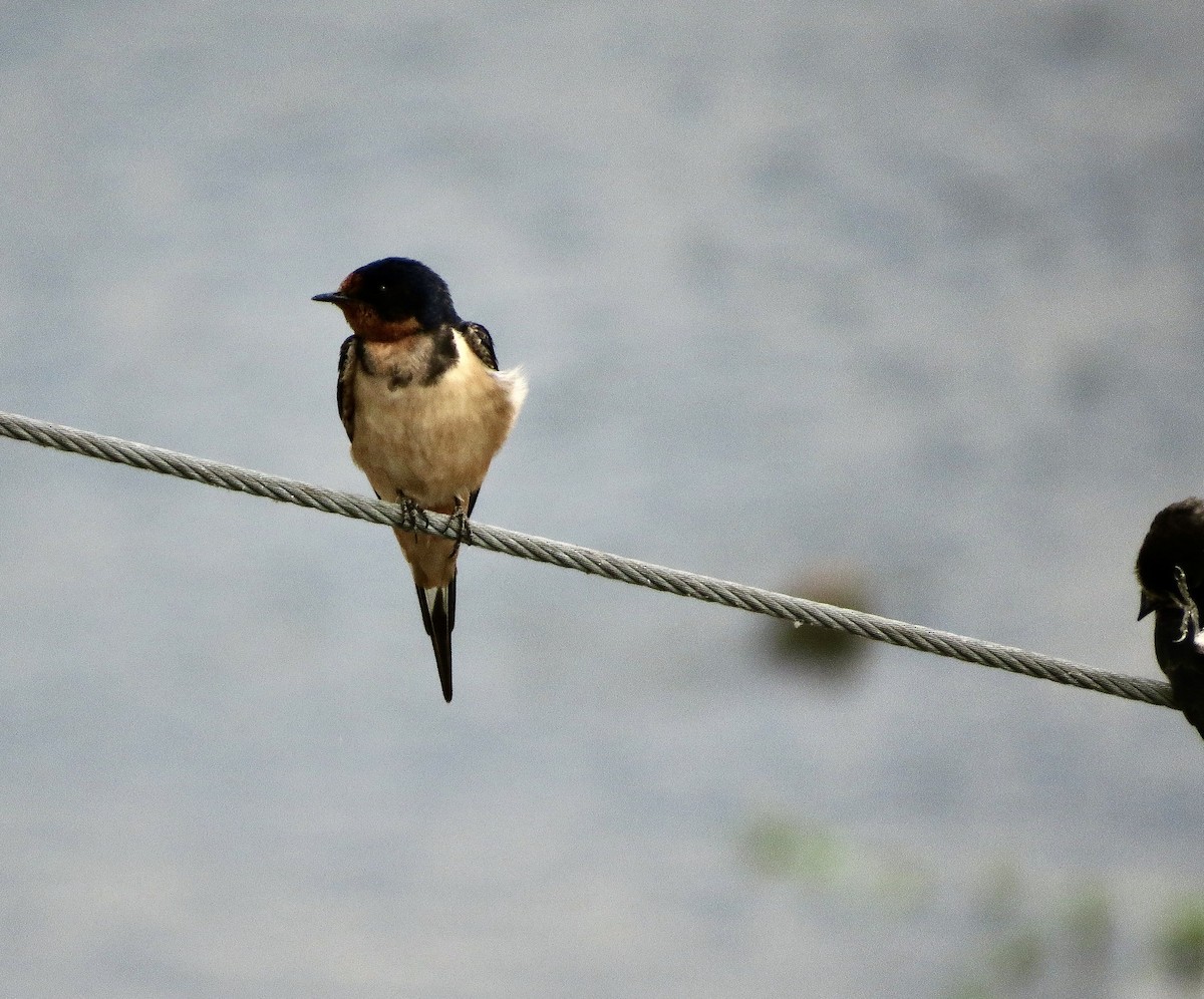 Barn Swallow - Terry Hill