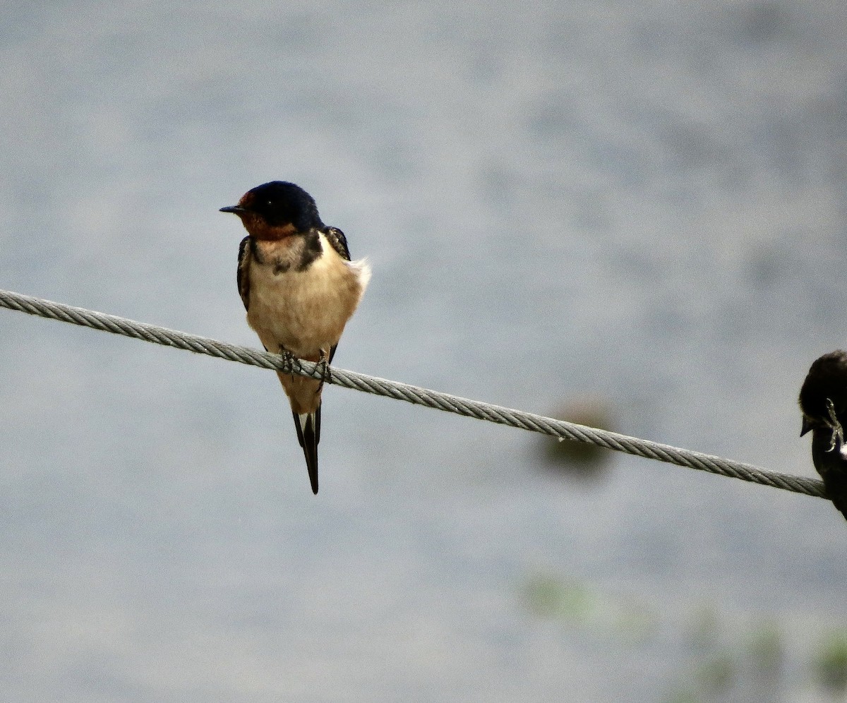 Golondrina Común - ML251302861