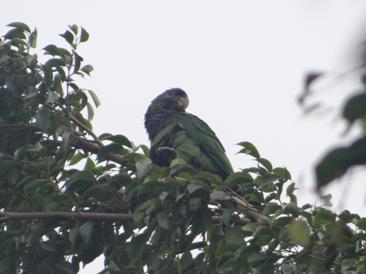 Scaly-headed Parrot - ML251303321