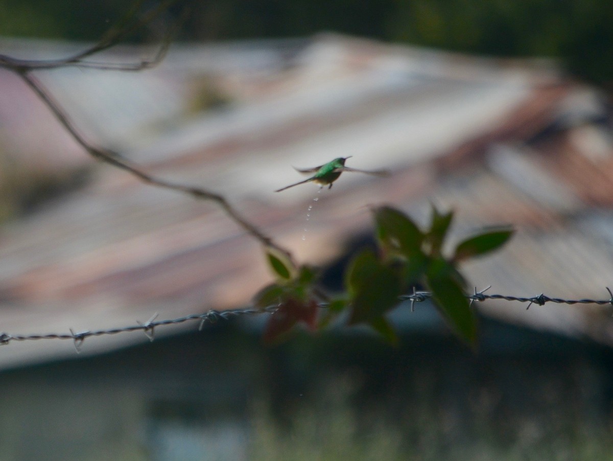 Green-tailed Trainbearer - ML251303811