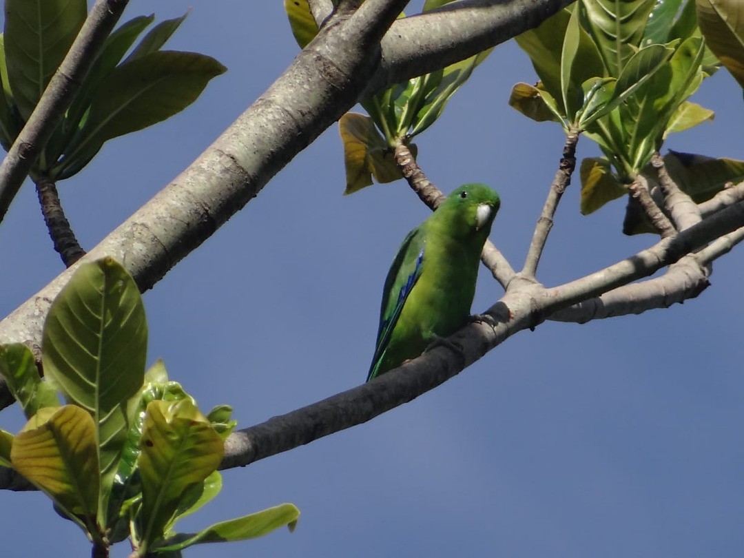 Cobalt-rumped Parrotlet - Guilherme Lopes