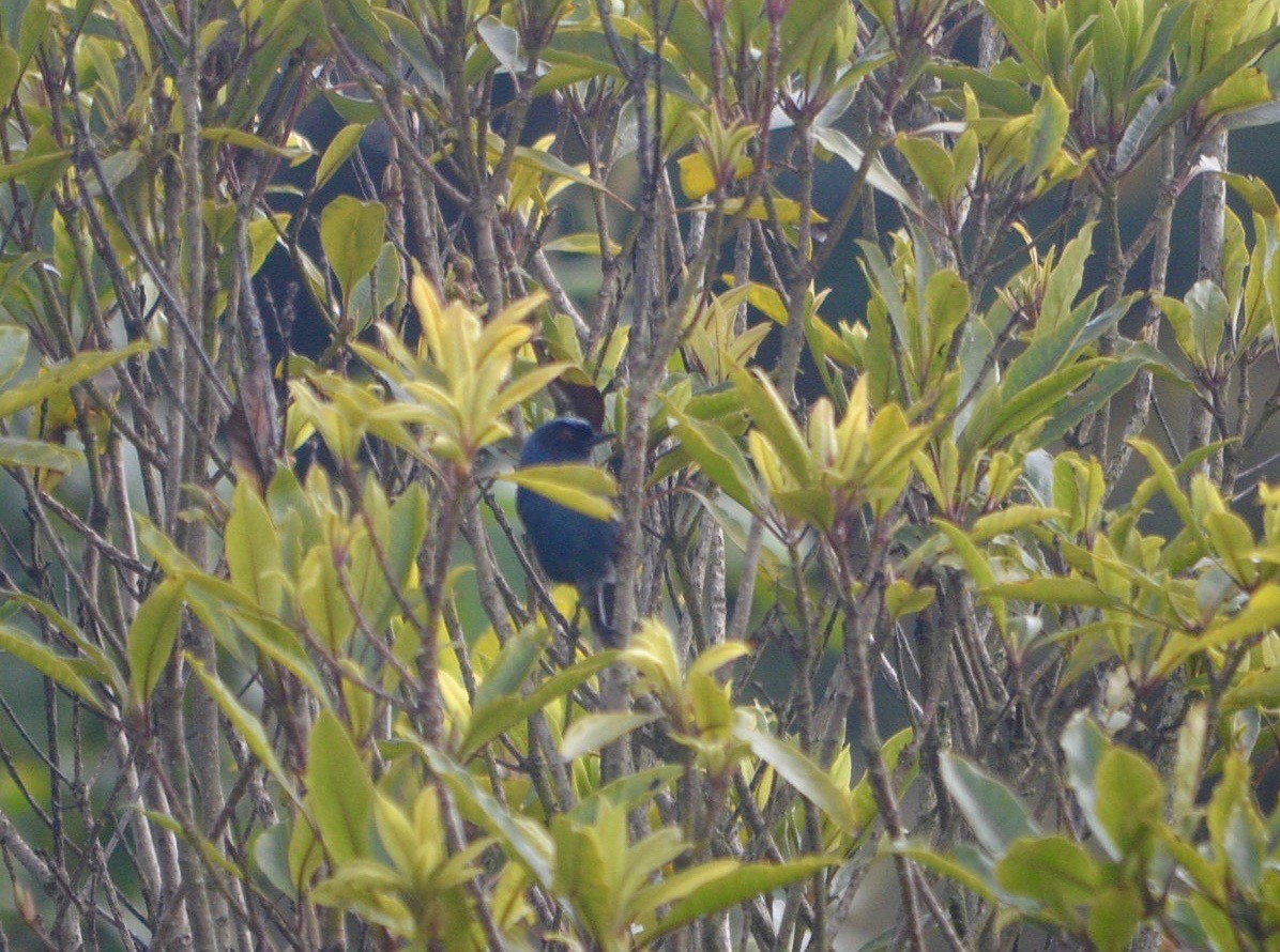 Masked Flowerpiercer - ML251303881