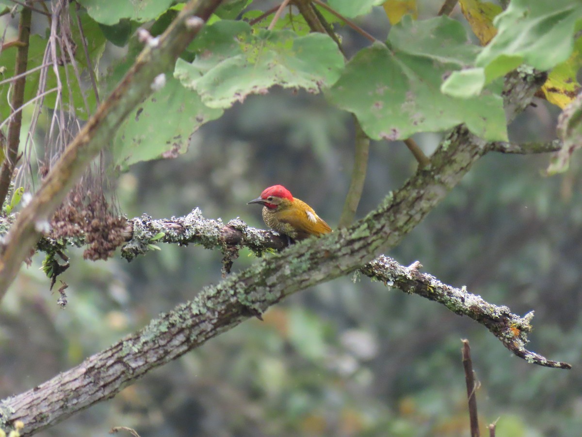 Golden-olive Woodpecker - ML251306901