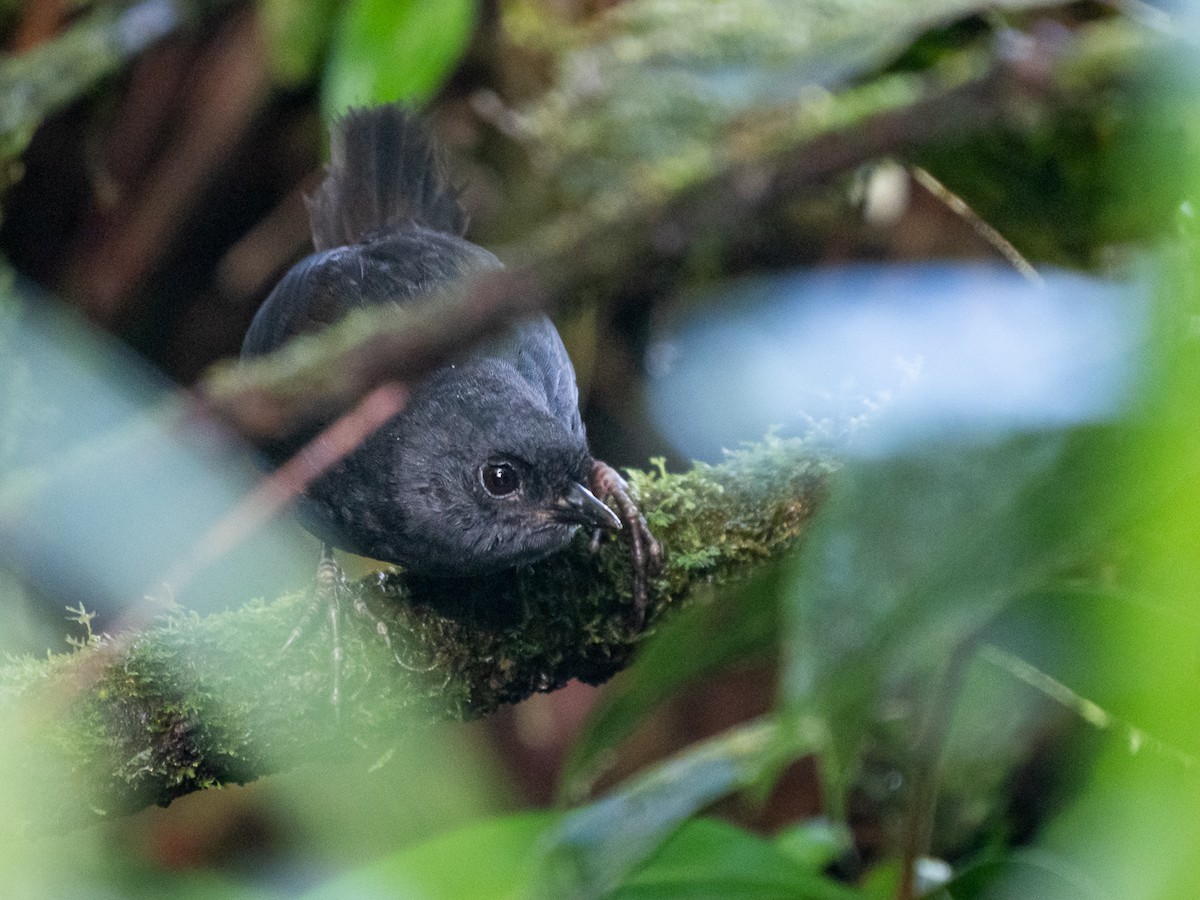 Chocótapaculo - ML251307291