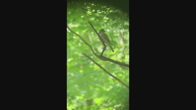 Acadian Flycatcher - ML251307331