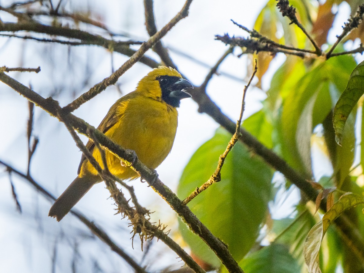 Yellow-green Grosbeak - Chris Fischer