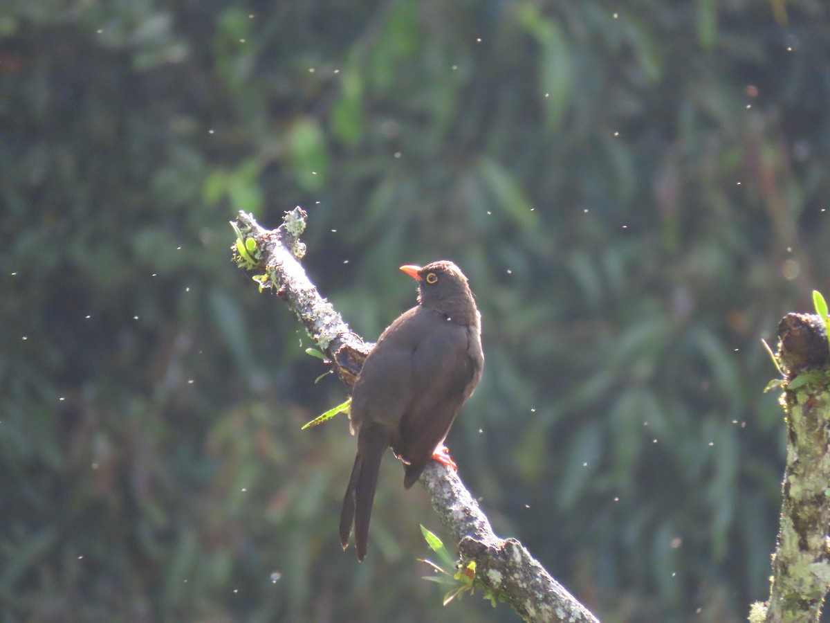 Great Thrush - Nestor Javier Orozco Clavijo