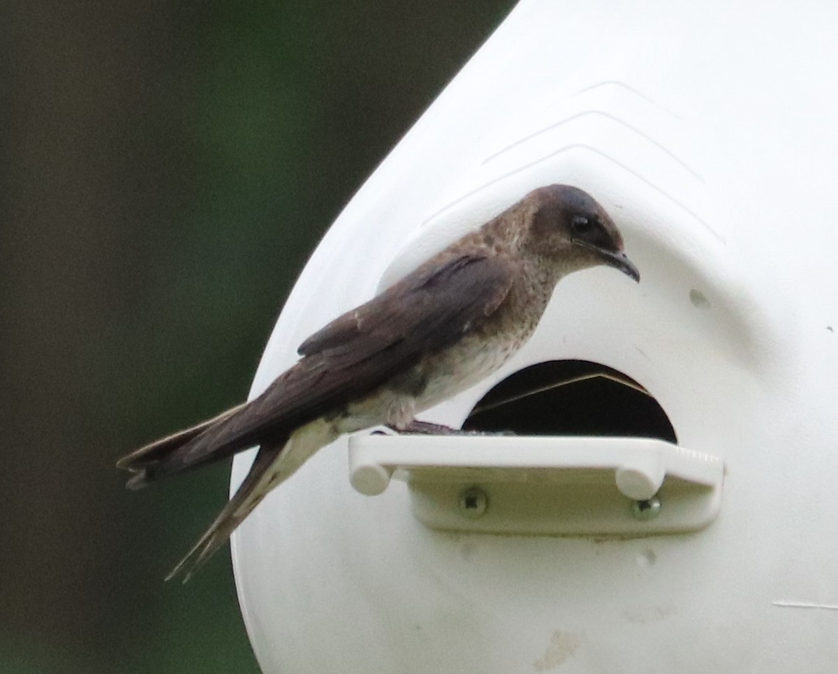 Purple Martin - ML251308021