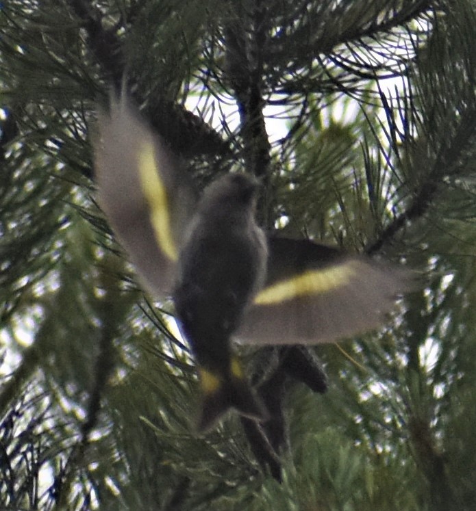 American Redstart - ML251308051