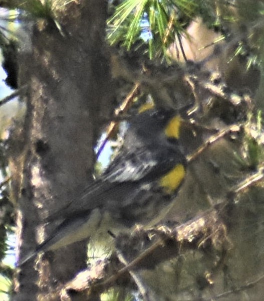 Yellow-rumped Warbler (Audubon's) - ML251308131