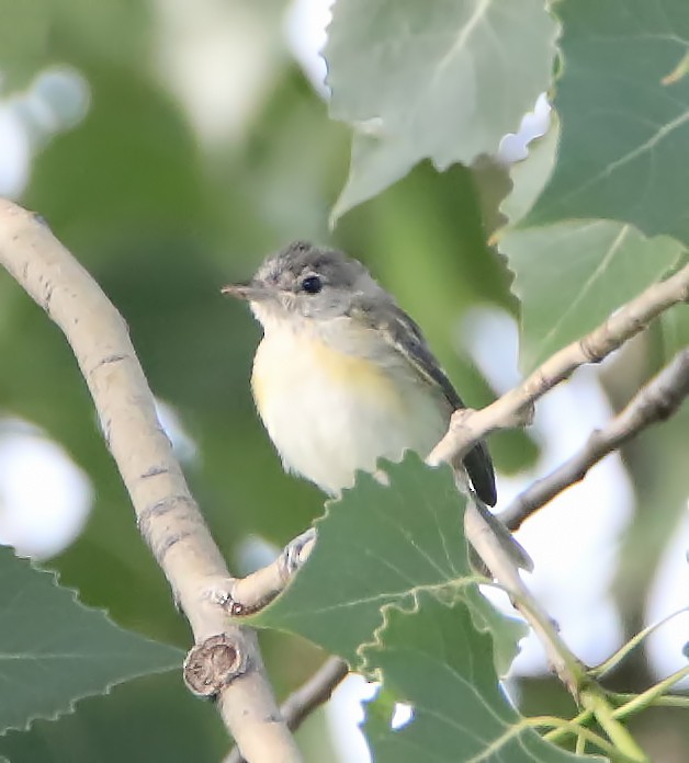 Bell's Vireo - ML251308961