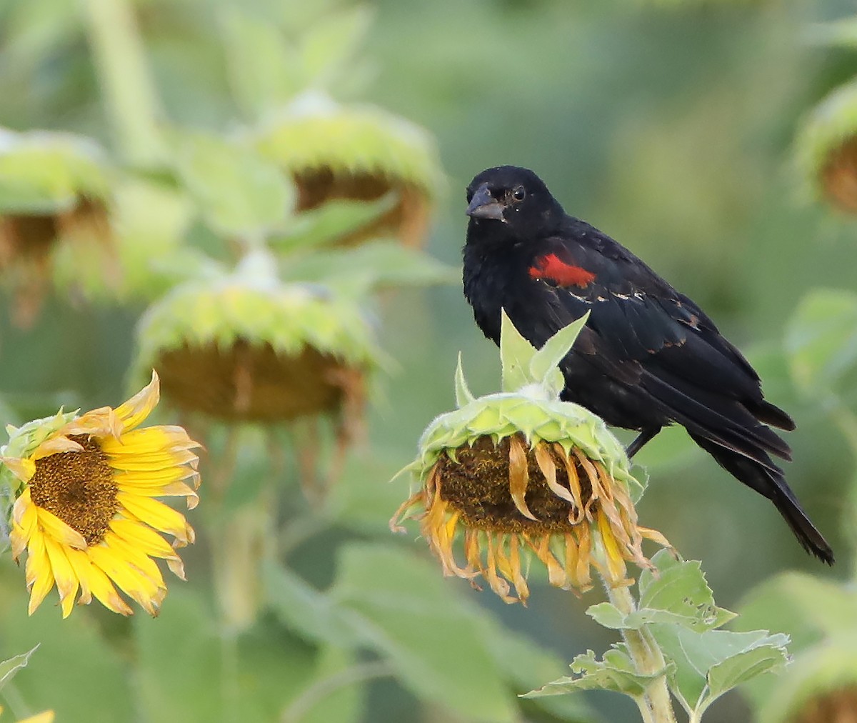 Red-winged Blackbird - ML251309001