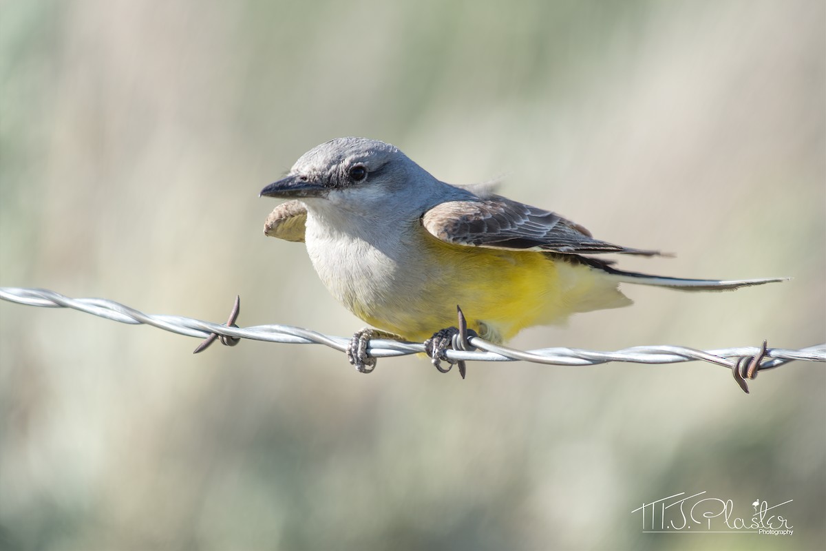 Western Kingbird - Michael Plaster