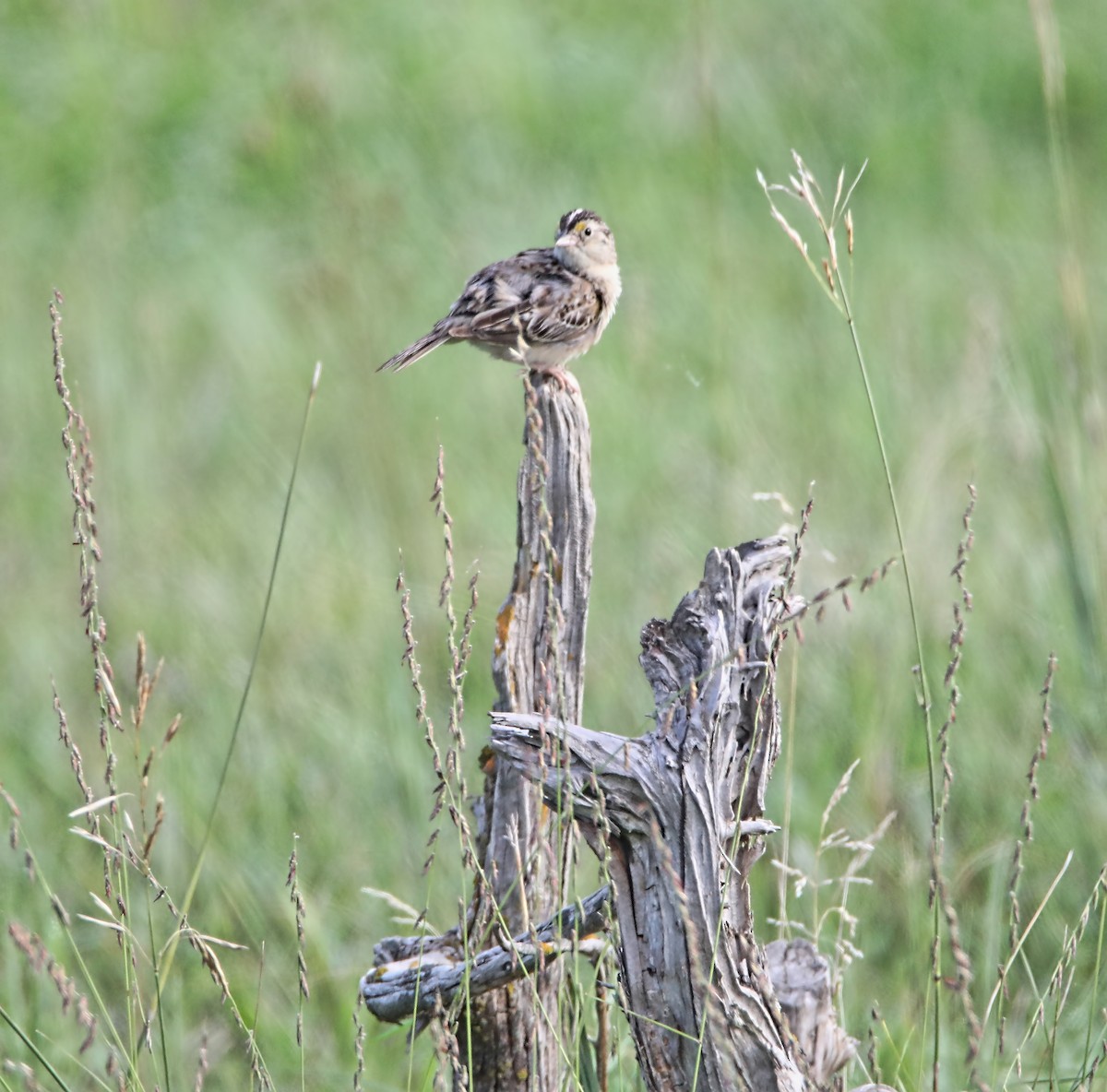 Grasshopper Sparrow - ML251309051