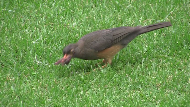 Abyssinian Thrush - ML251309391