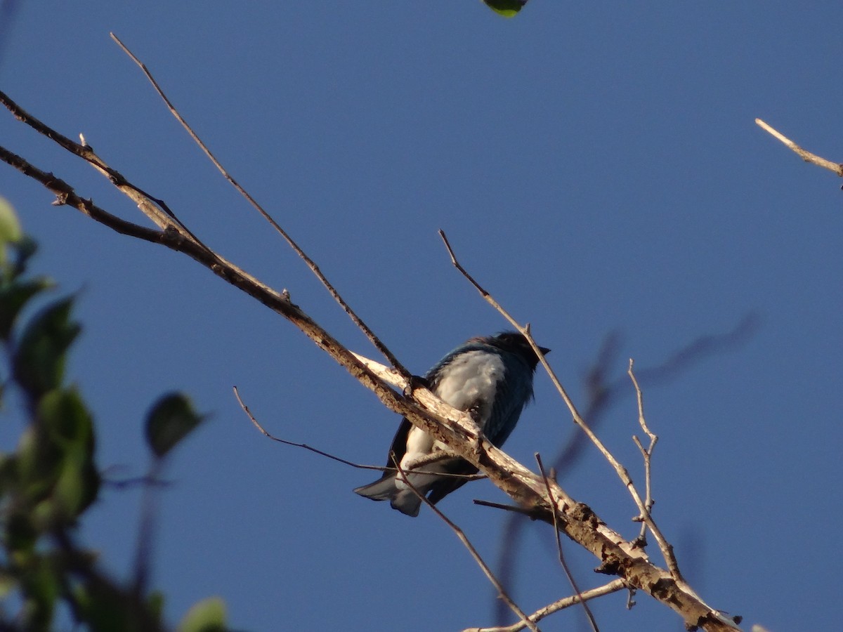 Swallow Tanager - ML251310951