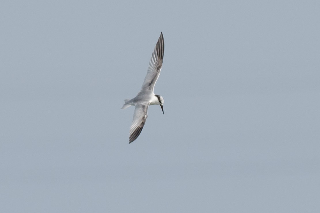 Least Tern - ML251311211