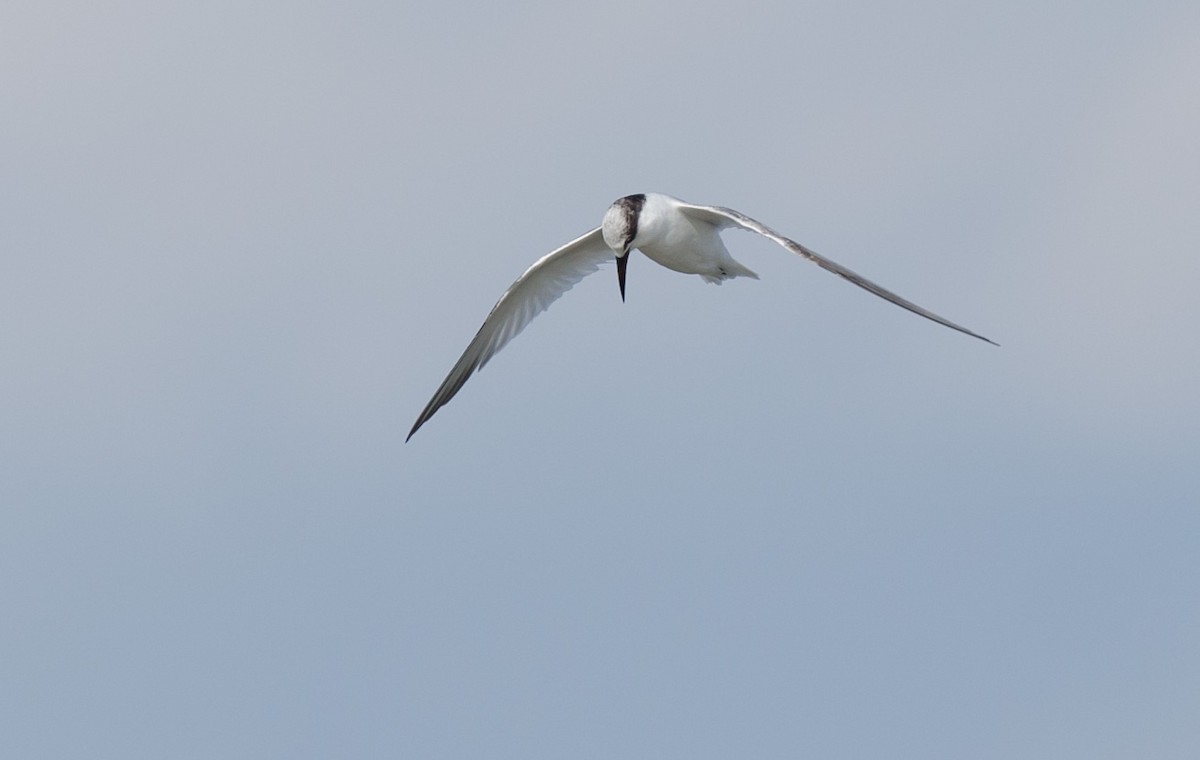 Least Tern - ML251311251