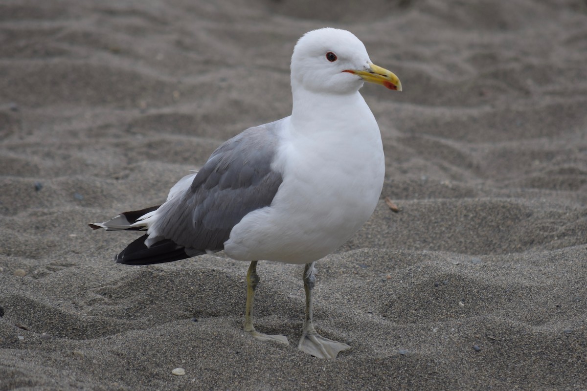 California Gull - ML251311911