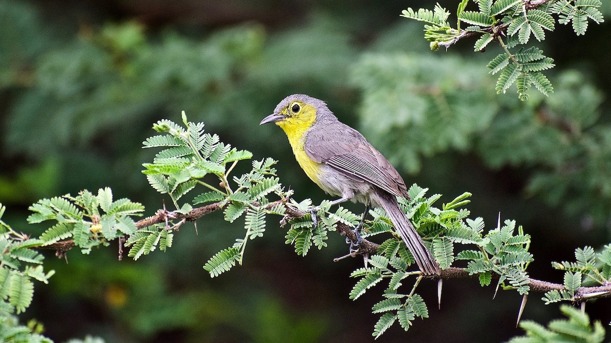 Oriente Warbler - ML251312121