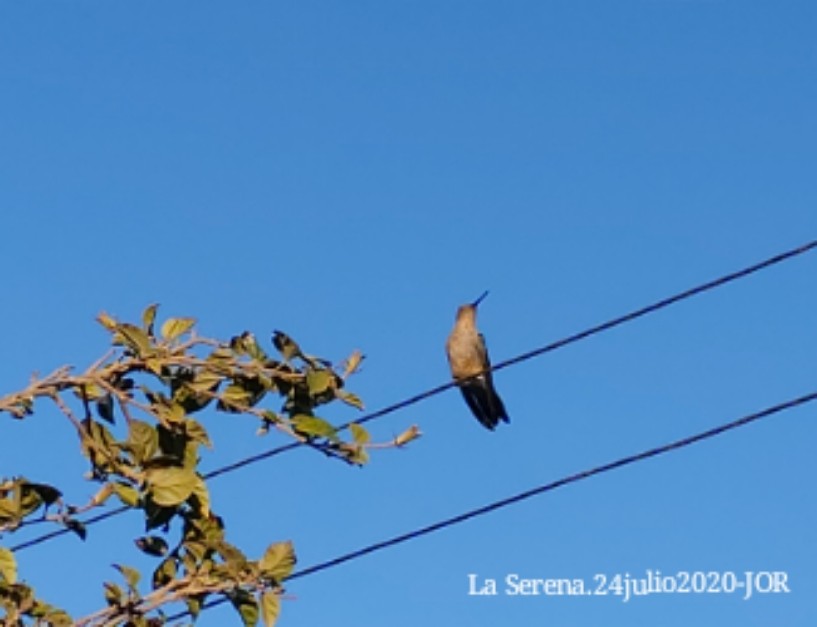 Giant Hummingbird - ML251312341