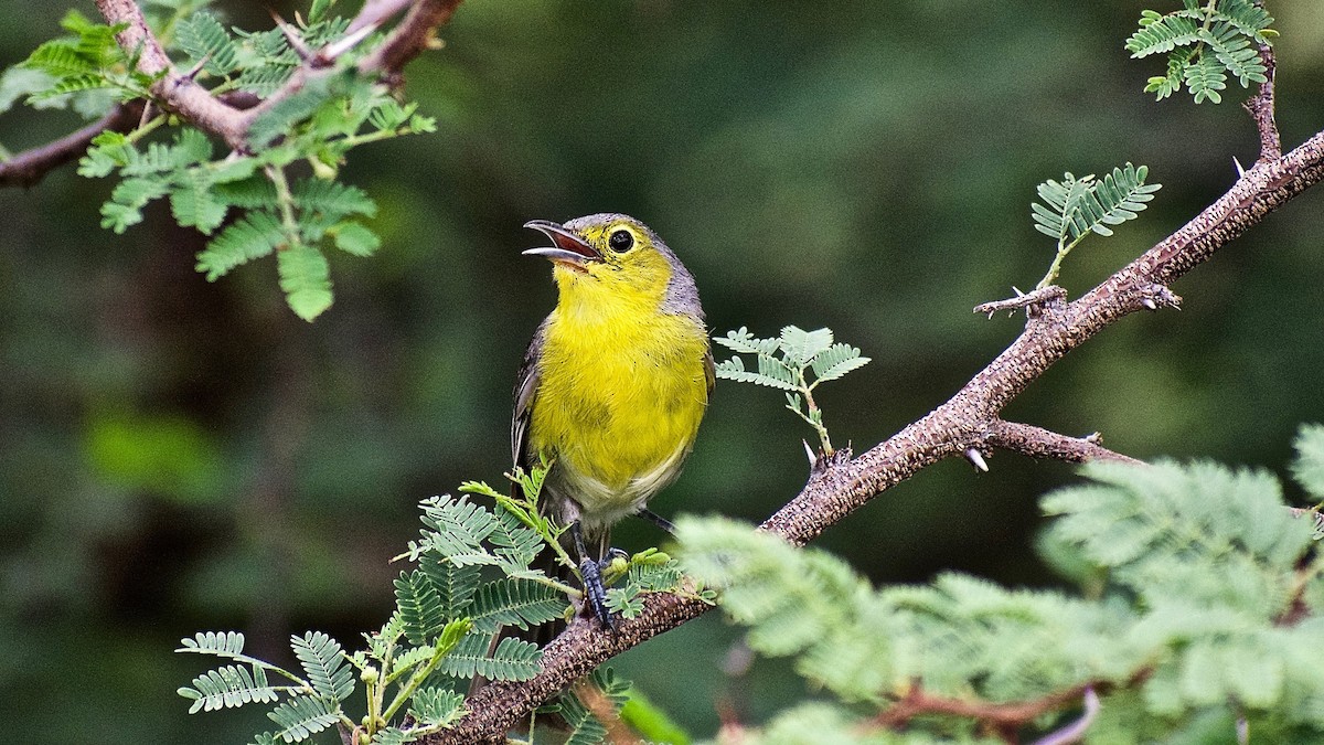 Oriente Warbler - ML251312421