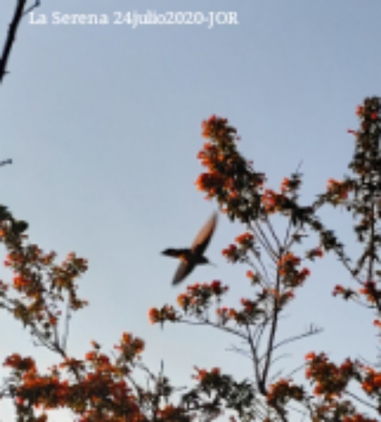 Giant Hummingbird - ML251312921