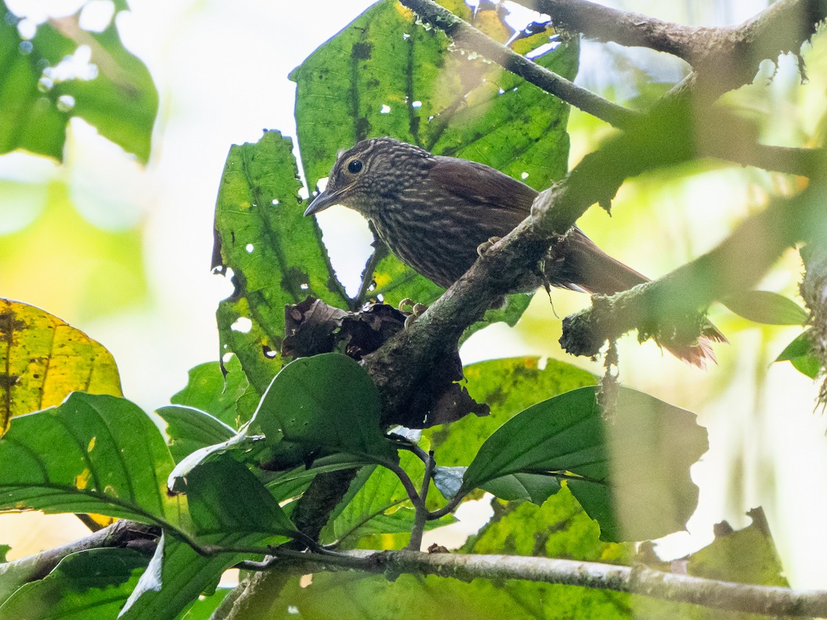 Lineated Foliage-gleaner - ML251312981