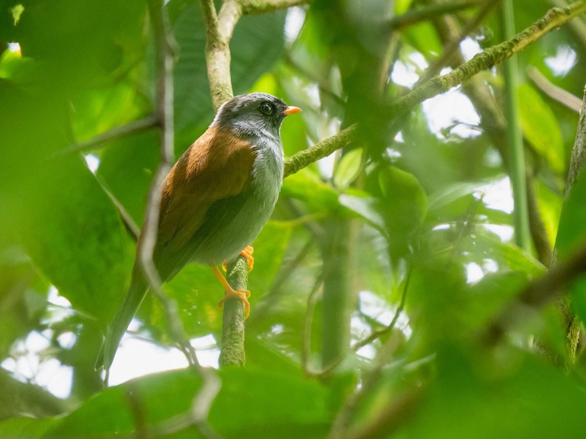 Solitario Variado - ML251313061