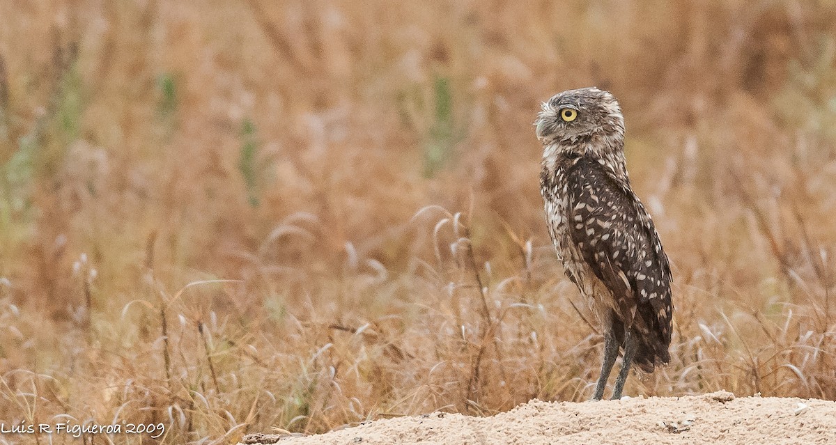 Burrowing Owl - Luis R Figueroa