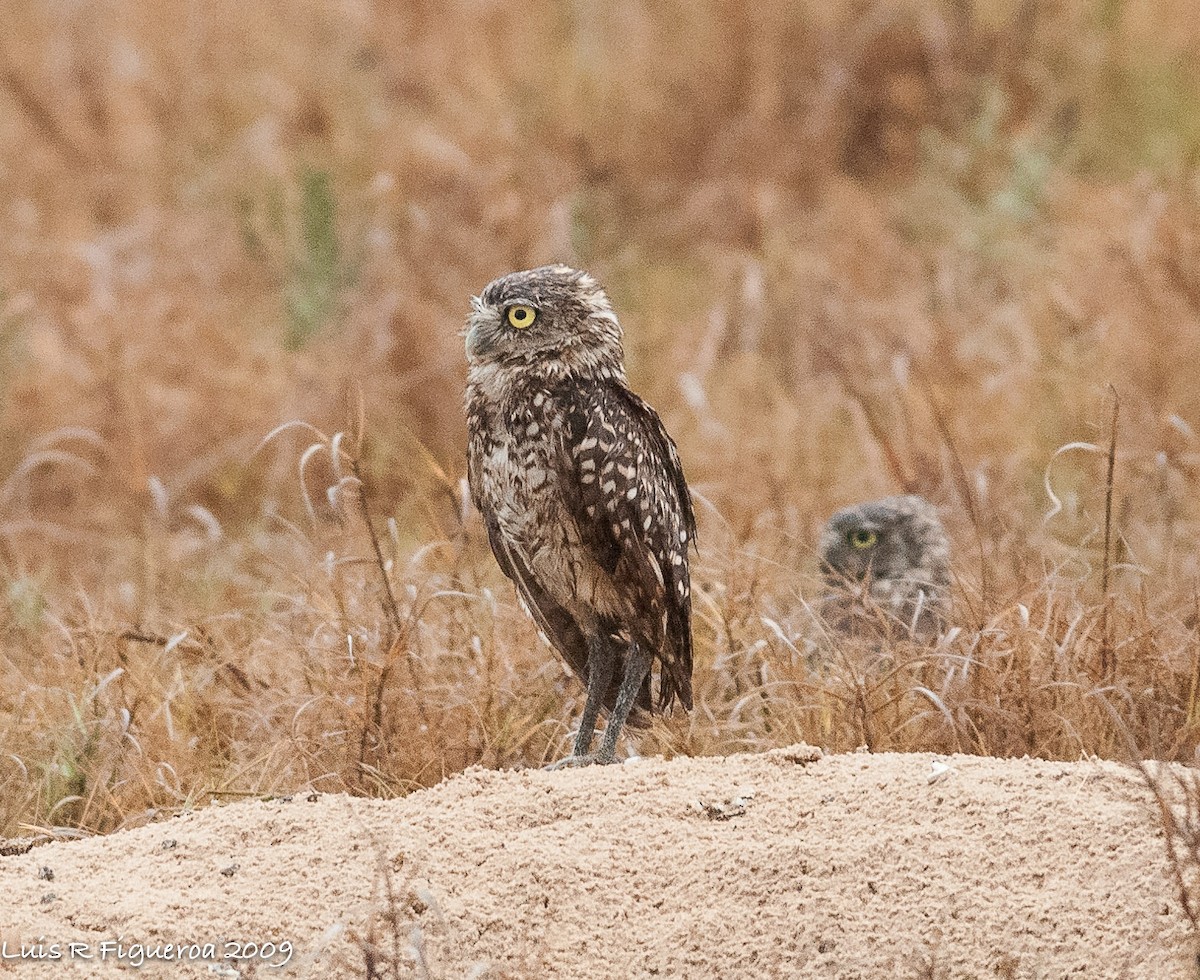 Burrowing Owl - Luis R Figueroa