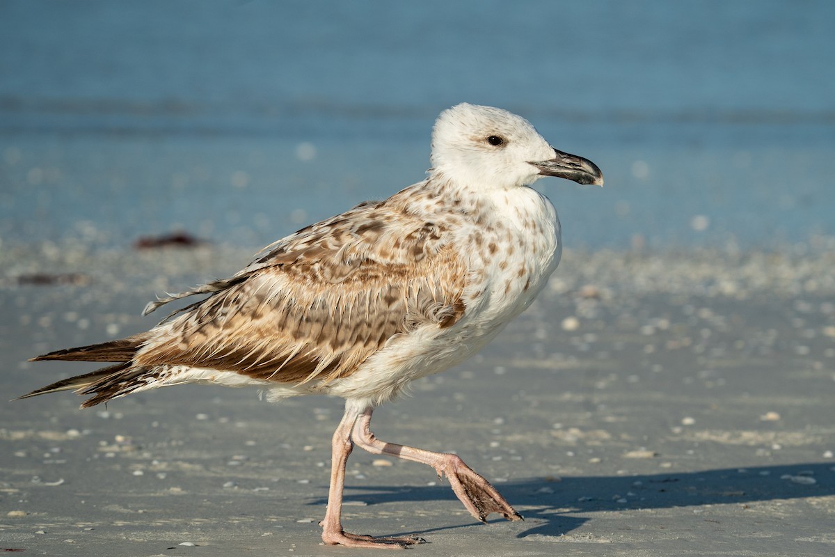 Great Black-backed Gull - ML251314171